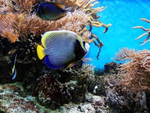 An underwater scene with a vibrant Emperor Angelfish prominently in the foreground, displaying its distinctive blue and yellow stripes. Surrounding coral and marine life, including a blue tang fish, contribute to the rich biodiversity of the reef