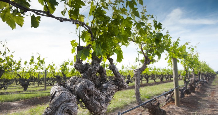 Close-up view of a lush grapevine in a vineyard, potentially symbolizing agricultural work or rural migration pathways.