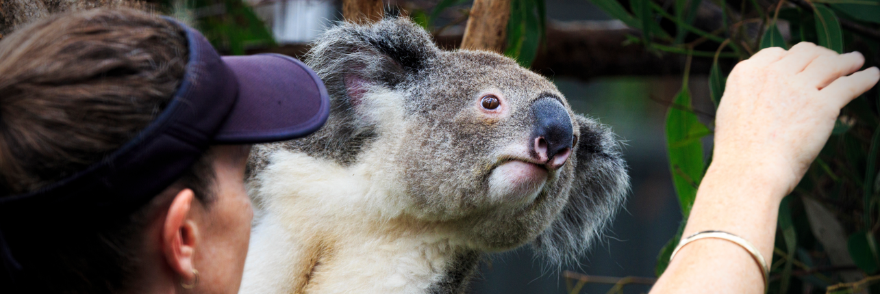 485 visa (TR) Application Fees