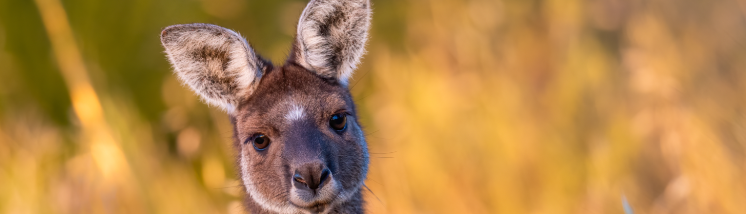 australia migration update sept 2026- VisaEnvoy